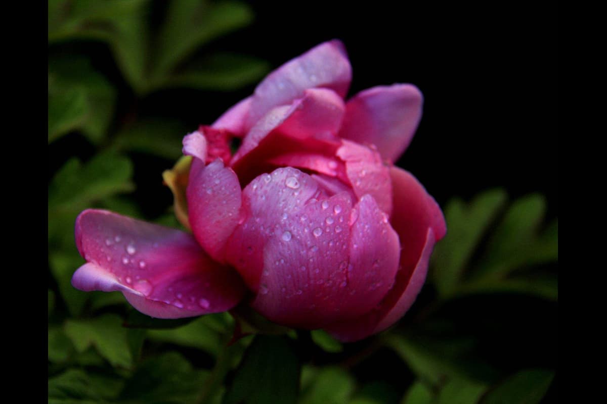 Paeonia suffruticosa