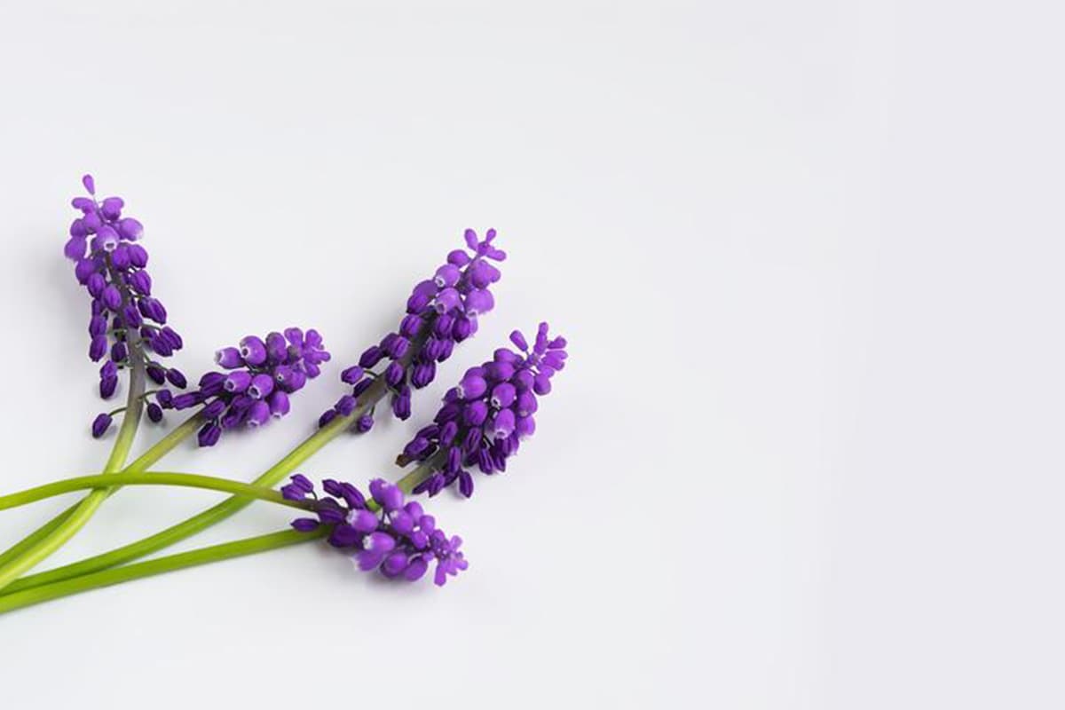 Muscari botryoides