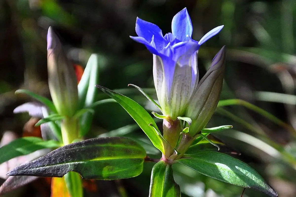Gentiana scabra Bunge