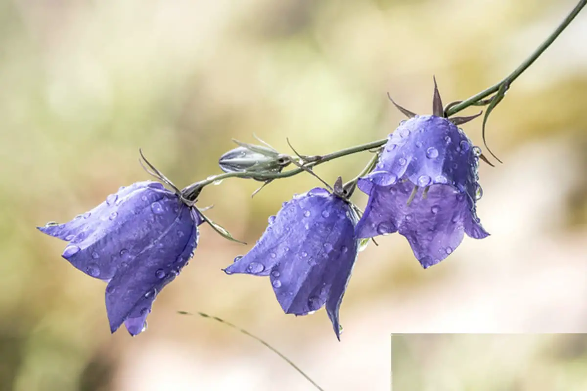 Hyacinthoides non-scripta