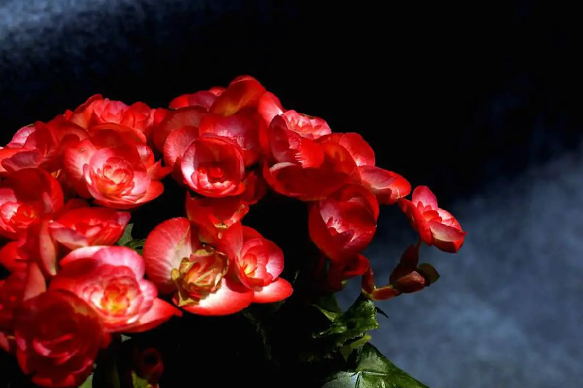 Learn About the Rieger Begonias: Basics, Growth & Care, Value and More