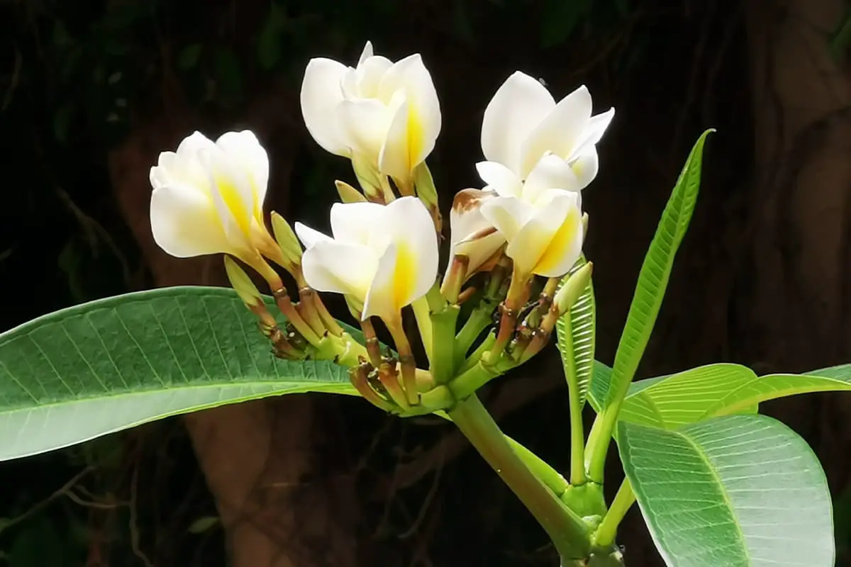 Meer informatie over de Plumeria Rubra: basis, soorten, groei en verzorging, waarde en meer