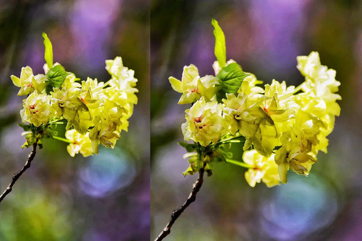 Gioiko Cerasus serrulata
