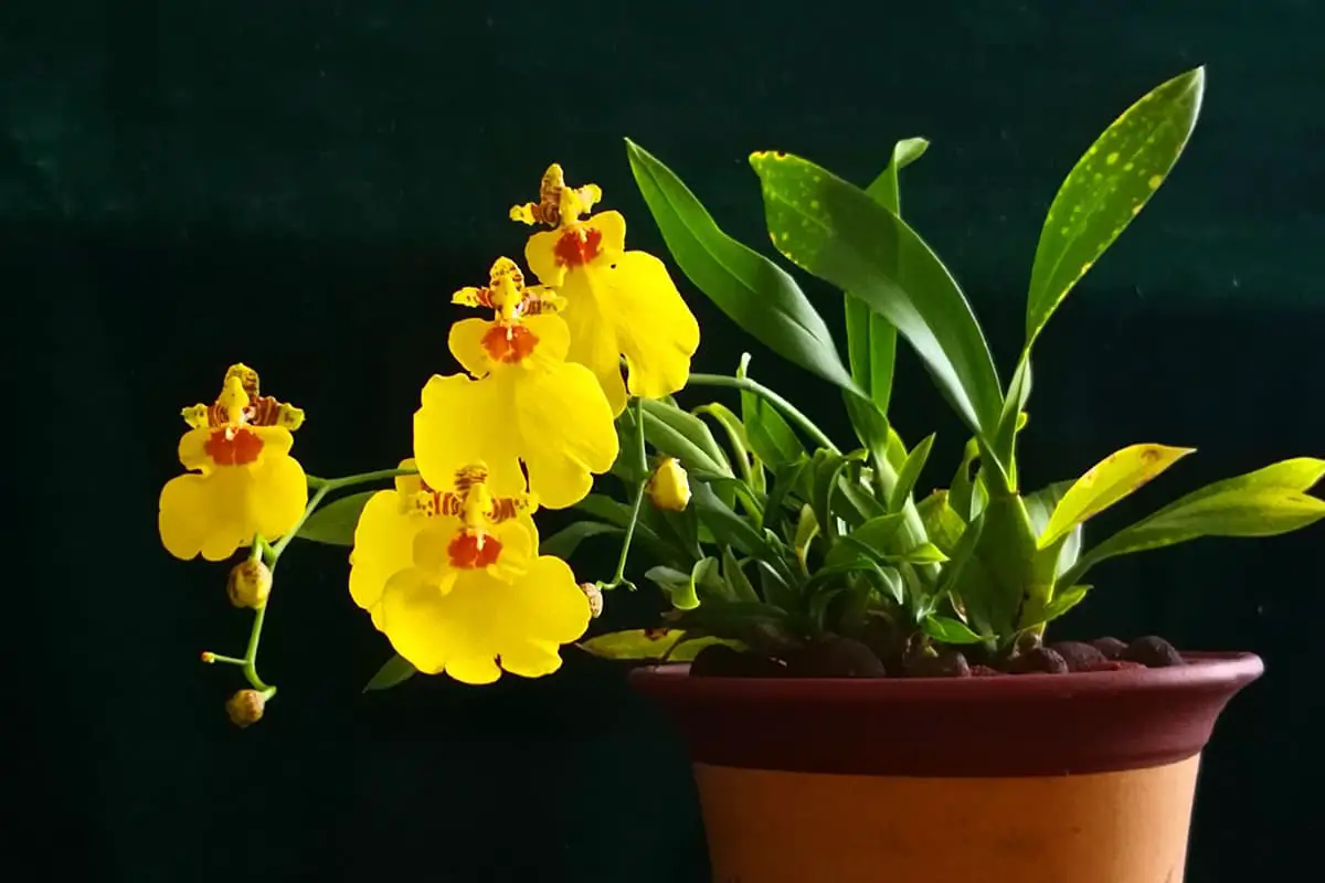 Oncidium hybridum