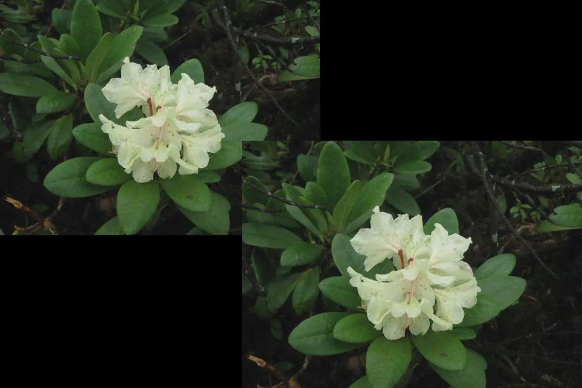 Rhododendron aureum