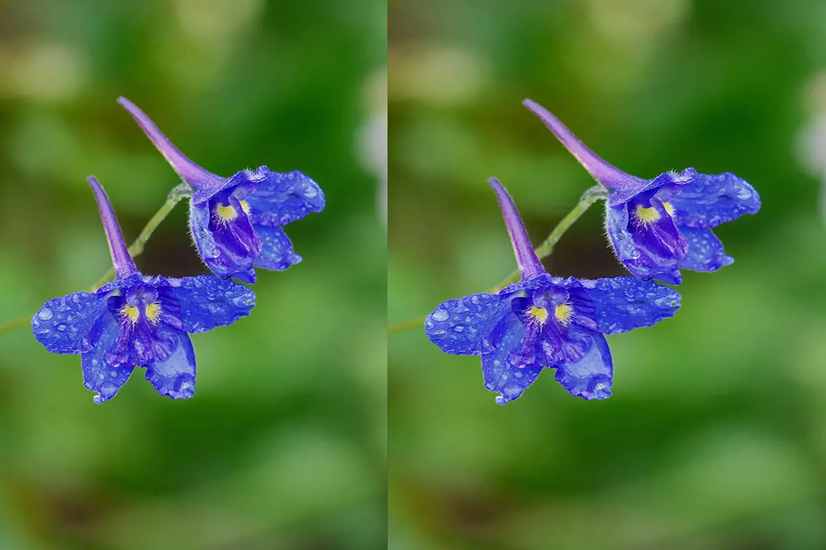 Rittersporn (Delphinium grandiflorum)