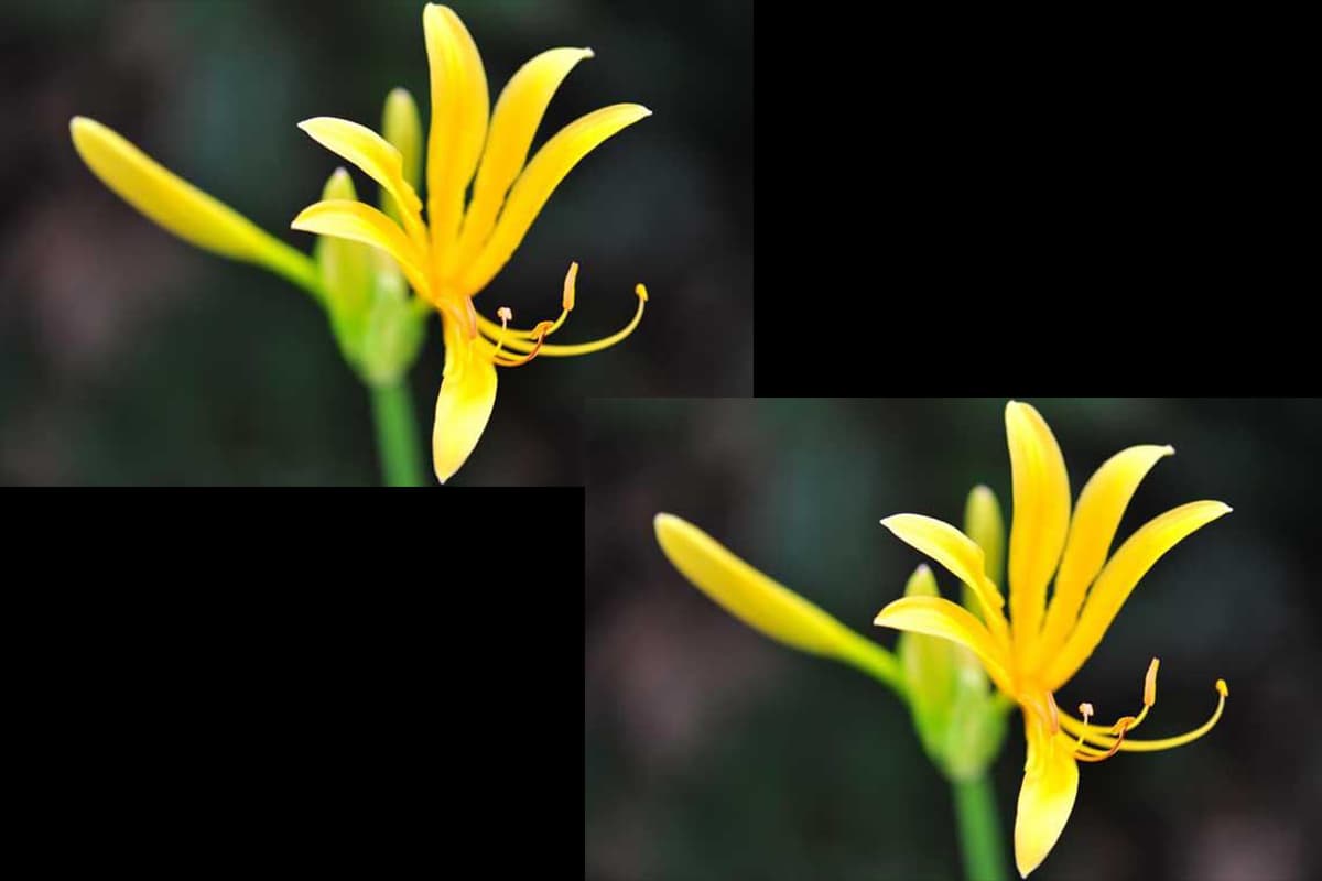 Lycoris aurea
