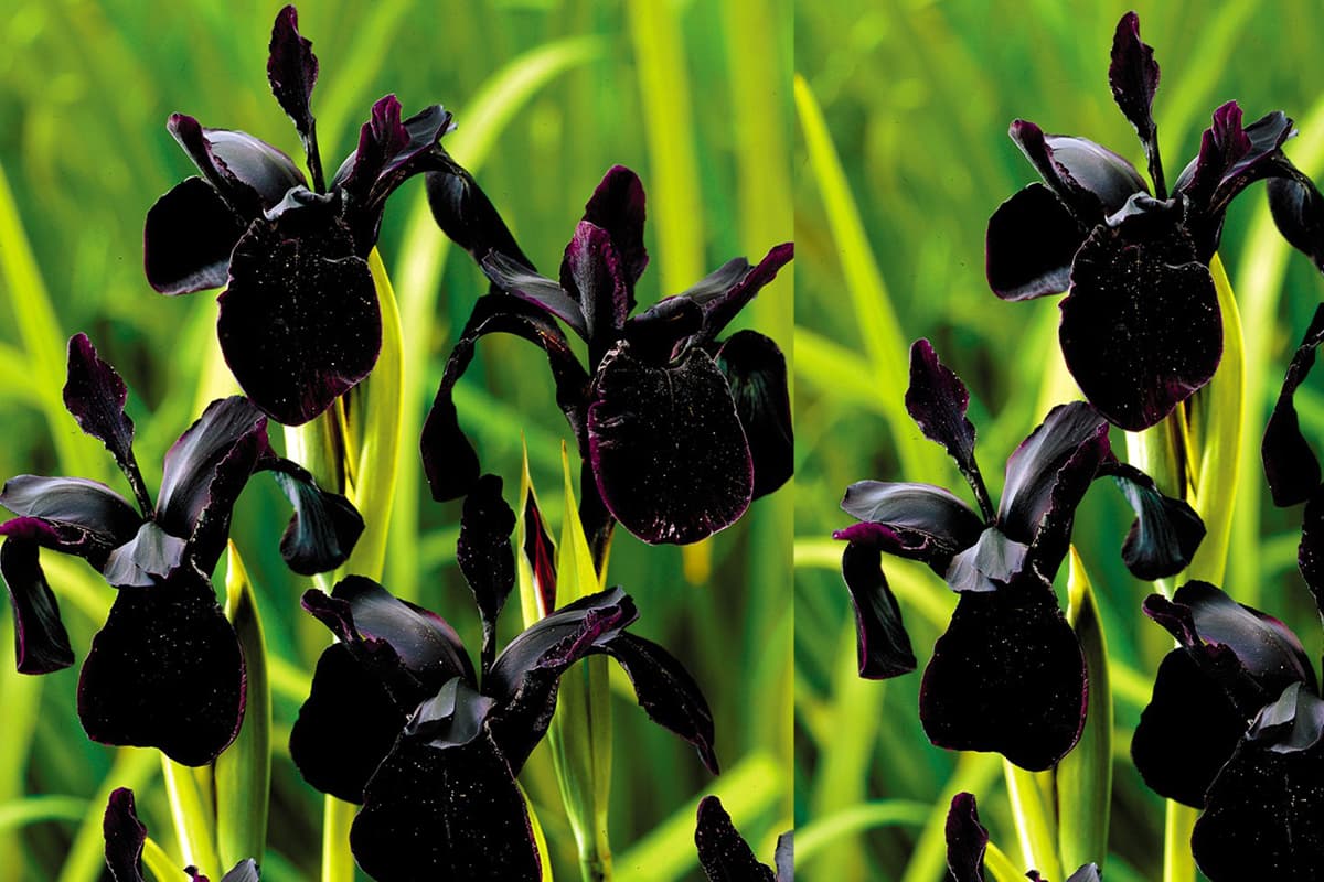 Iris nigricans