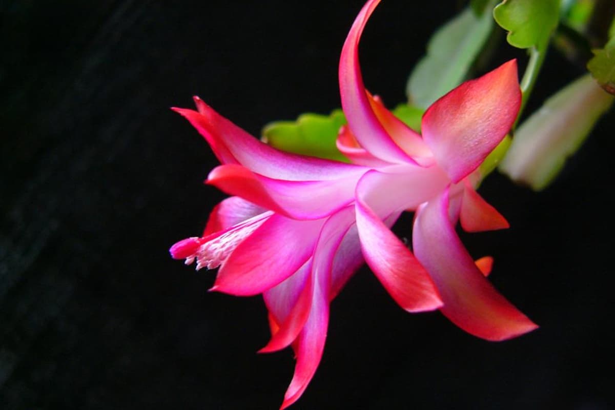 Schlumbergera truncata