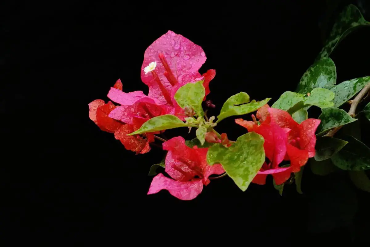 Bougainvillea spectabilis