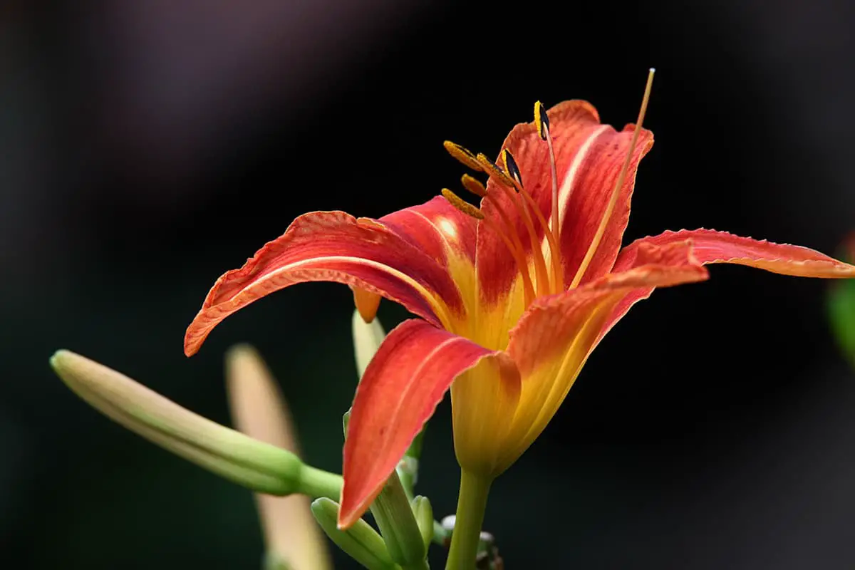 Hemerocallis hybrid
