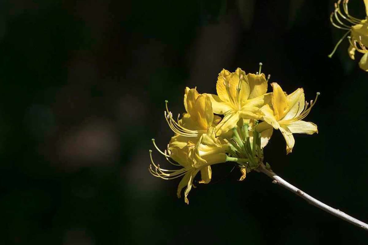 Rhododendron molle