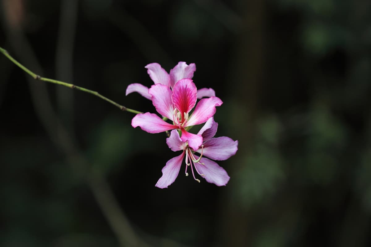 Cercis chinensis
