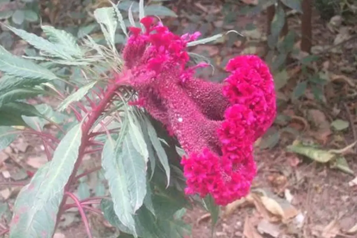 Celosia cristata