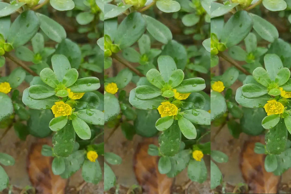 Portulaca molokiniensis