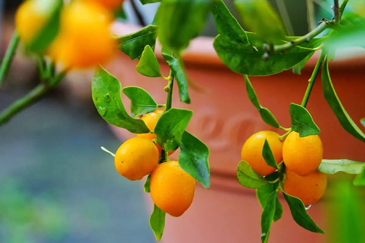 Guide de culture du kumquat : Conseils pour réussir la culture du ...