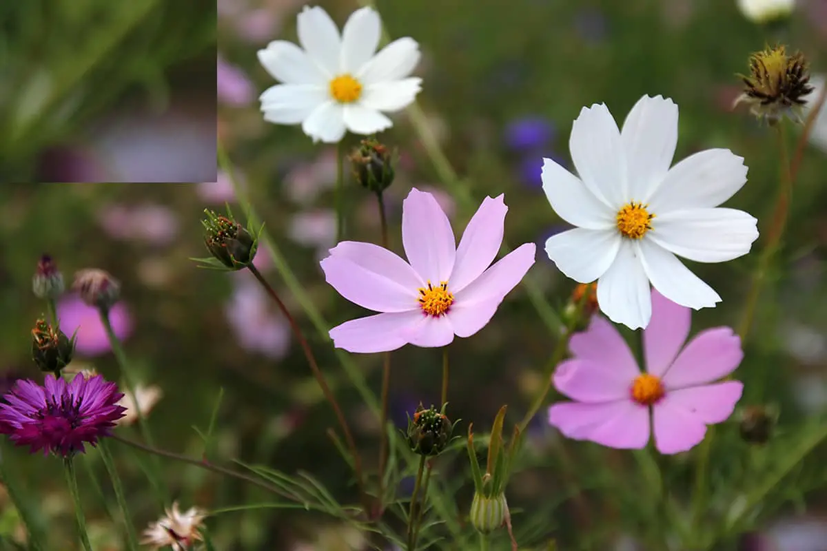 Cosmos sulphureus
