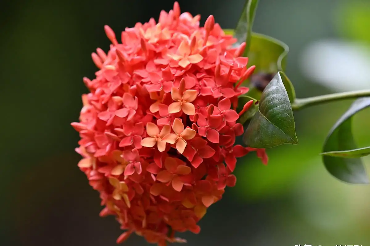 Ixora chinensis