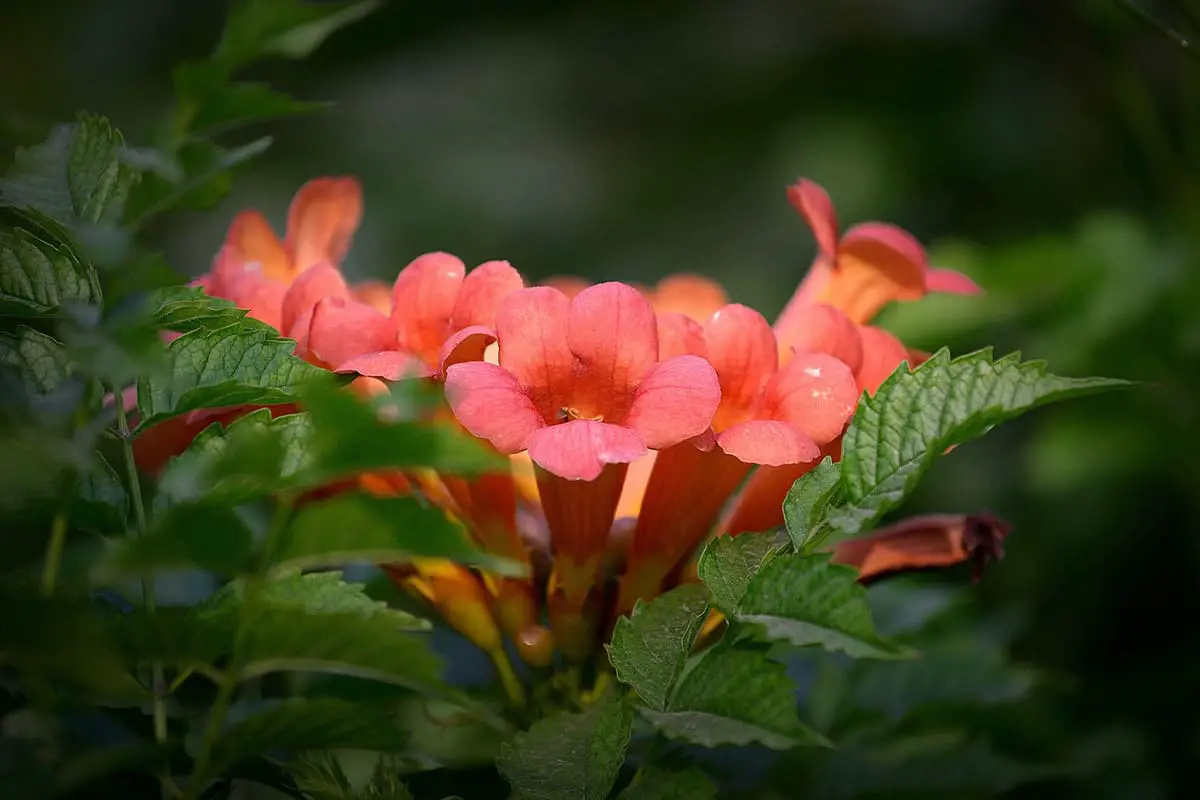 Campsis grandiflora