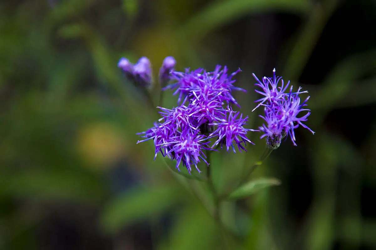 Saussurea Japonica