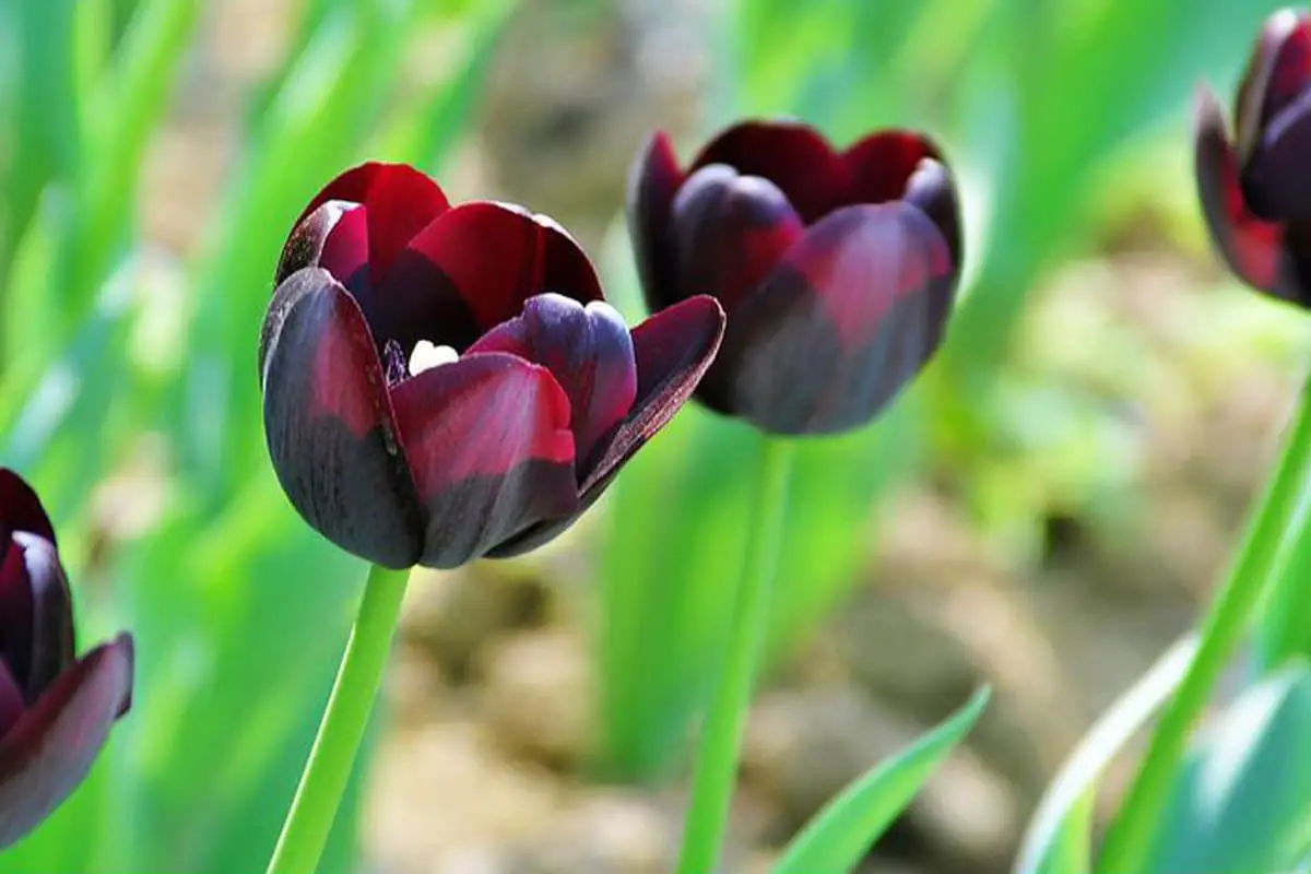 Selenicereus Grandiflorus