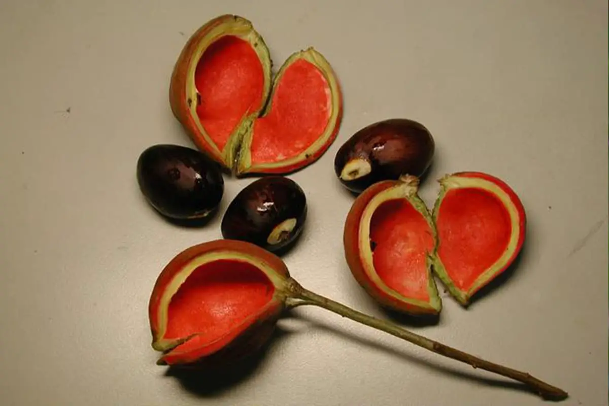 Sterculia Monosperma