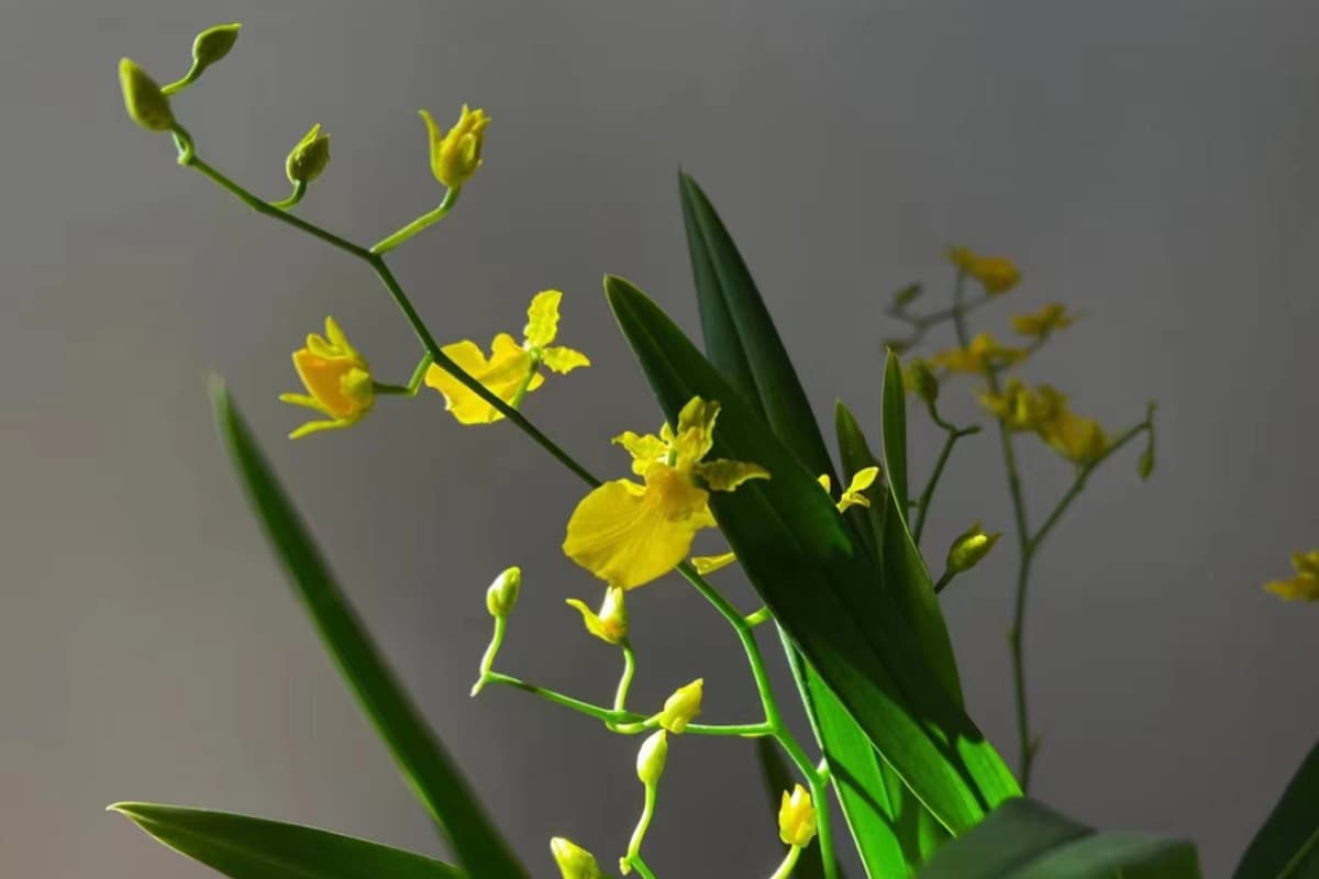 Oncidium, een belangrijke pot- en snijbloem