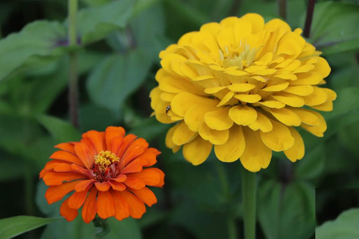 Zinnia