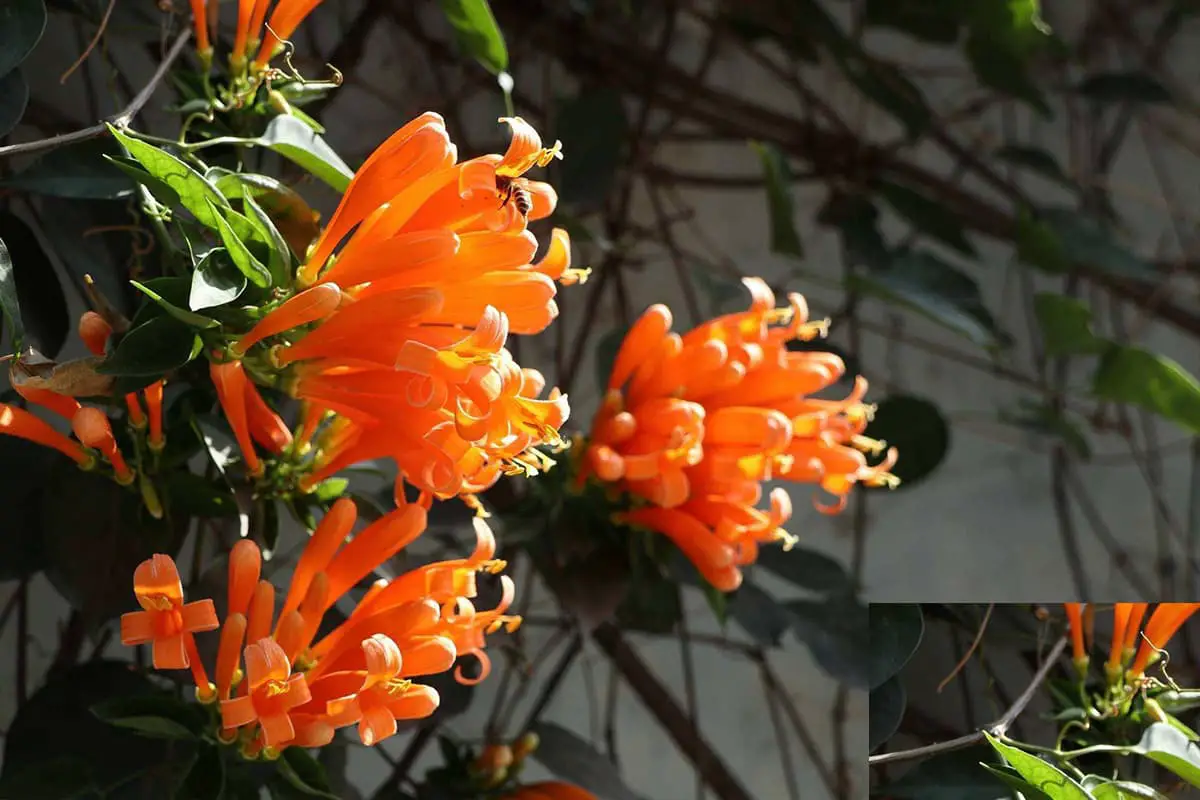 Pyrostegia Venusta (Flame Vine) - Blooming period: January-June