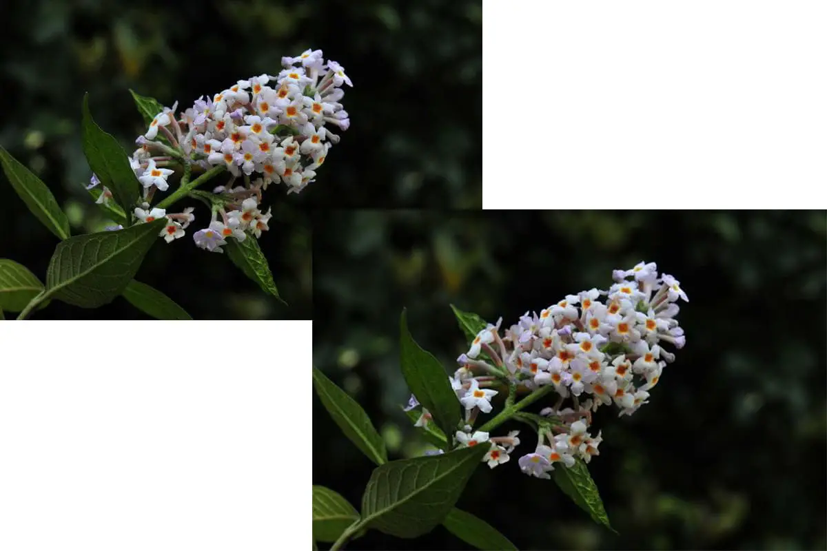 Buddleja officinalis