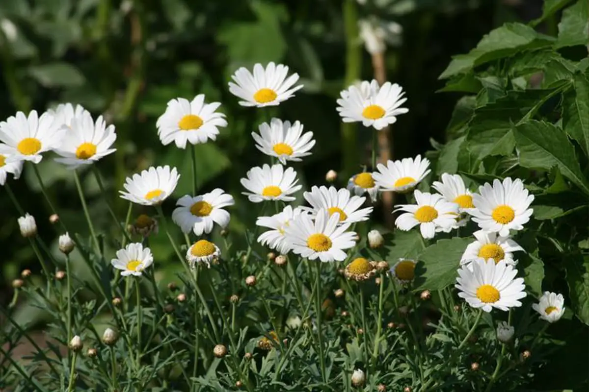 Matricaria recutita