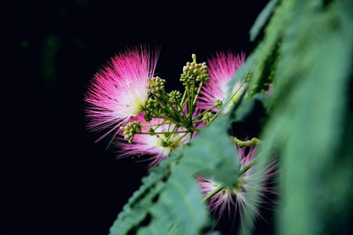 Albizia julibrissin