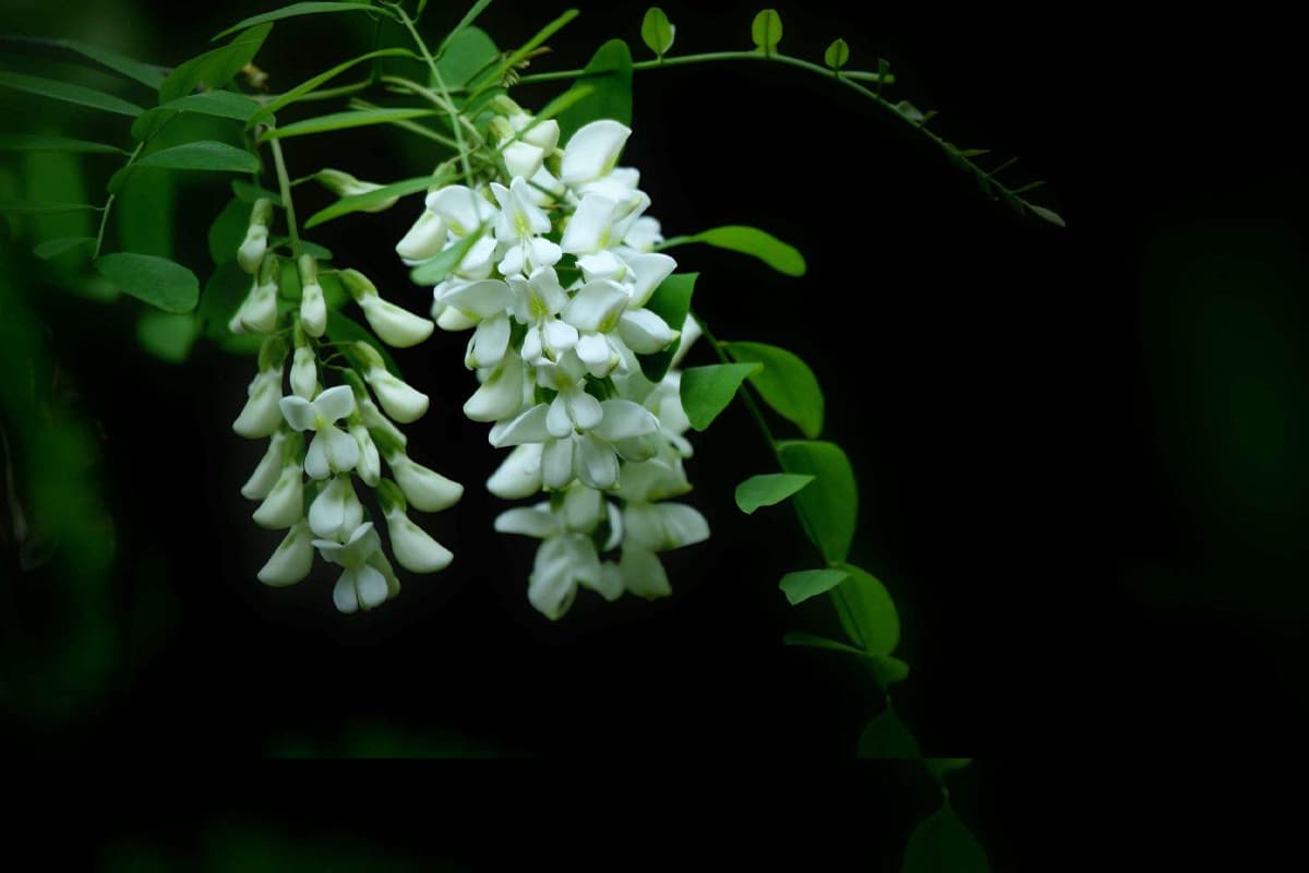 Sophora japonica