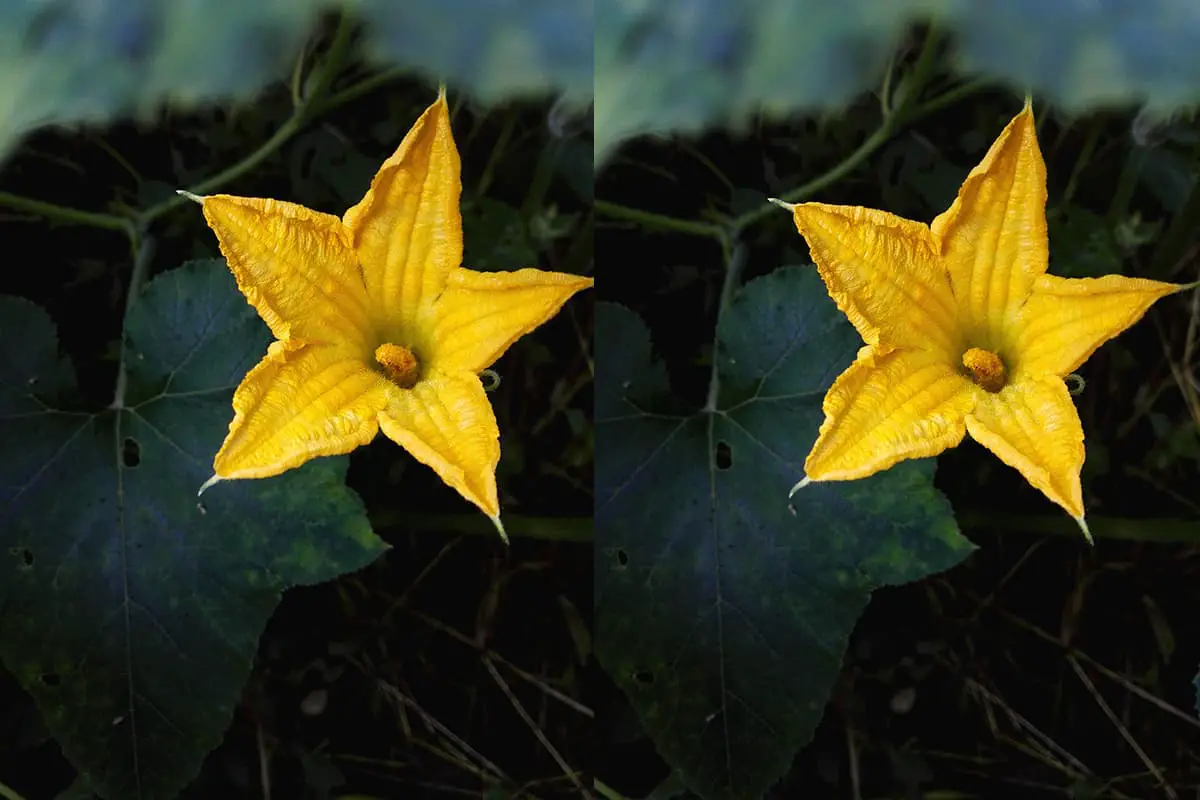 Cucurbita moschata