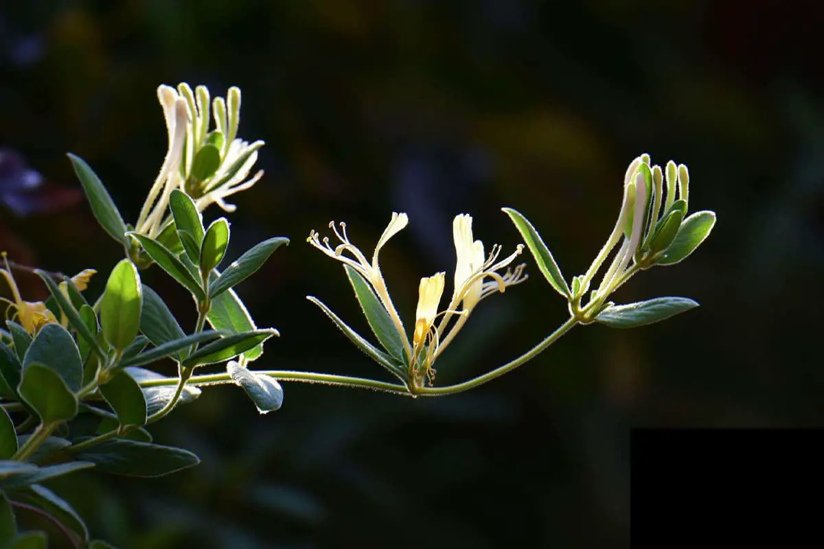 Lonicera japonica