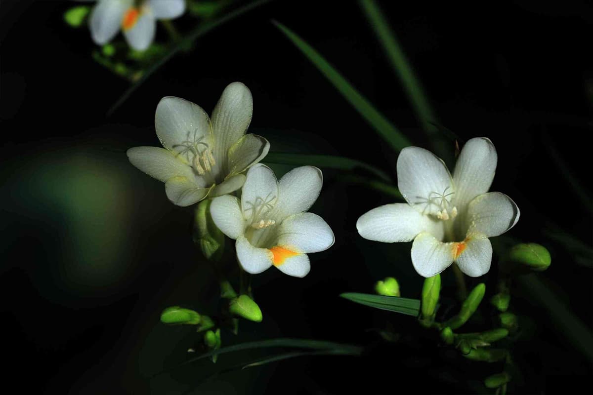 Freesia Refracta