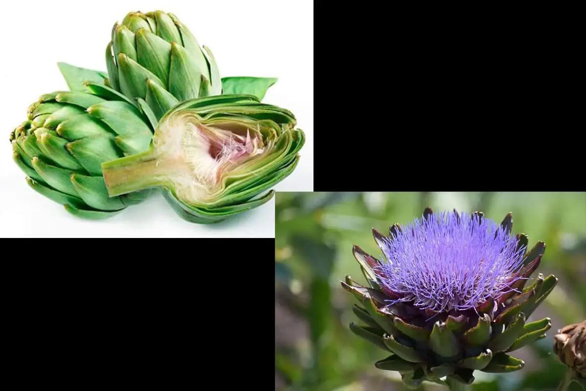 Cynara scolymus