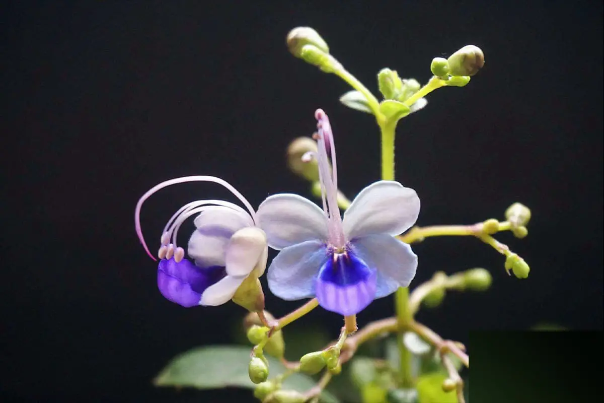 Rotheca myricoides