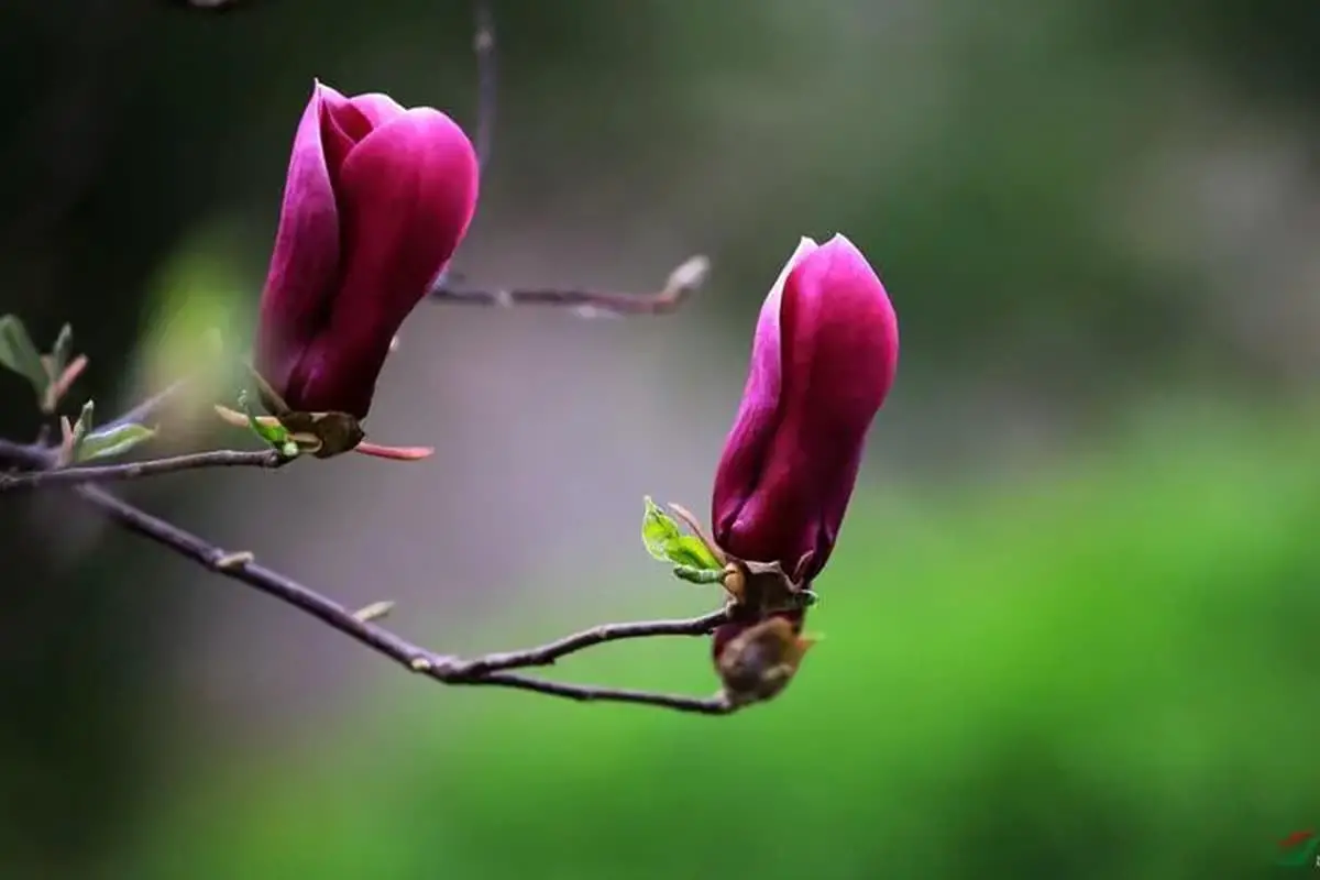 Yulania liliiflora