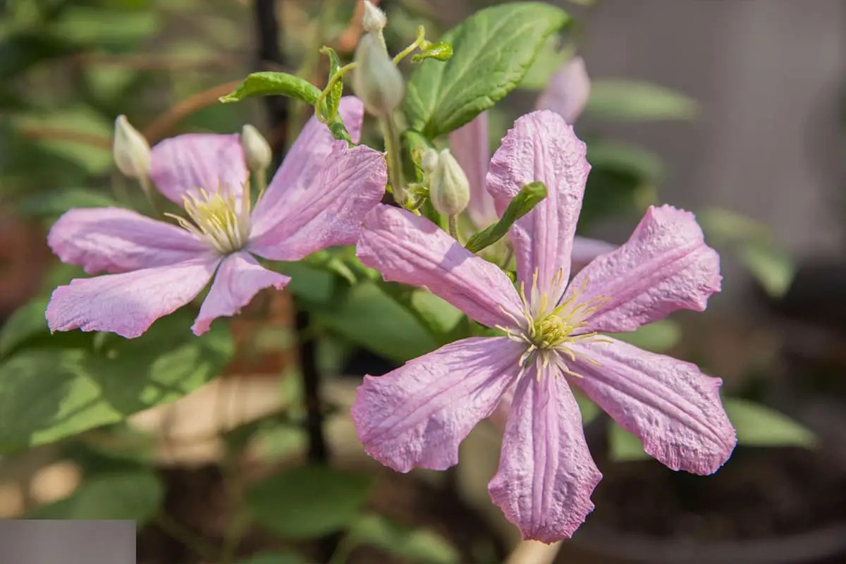 Clematis florida