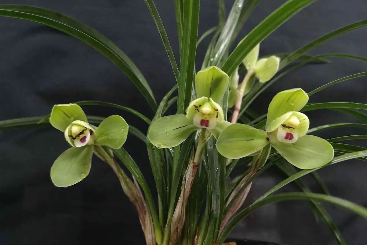 Freudiger Morgen Pflaumenblüte