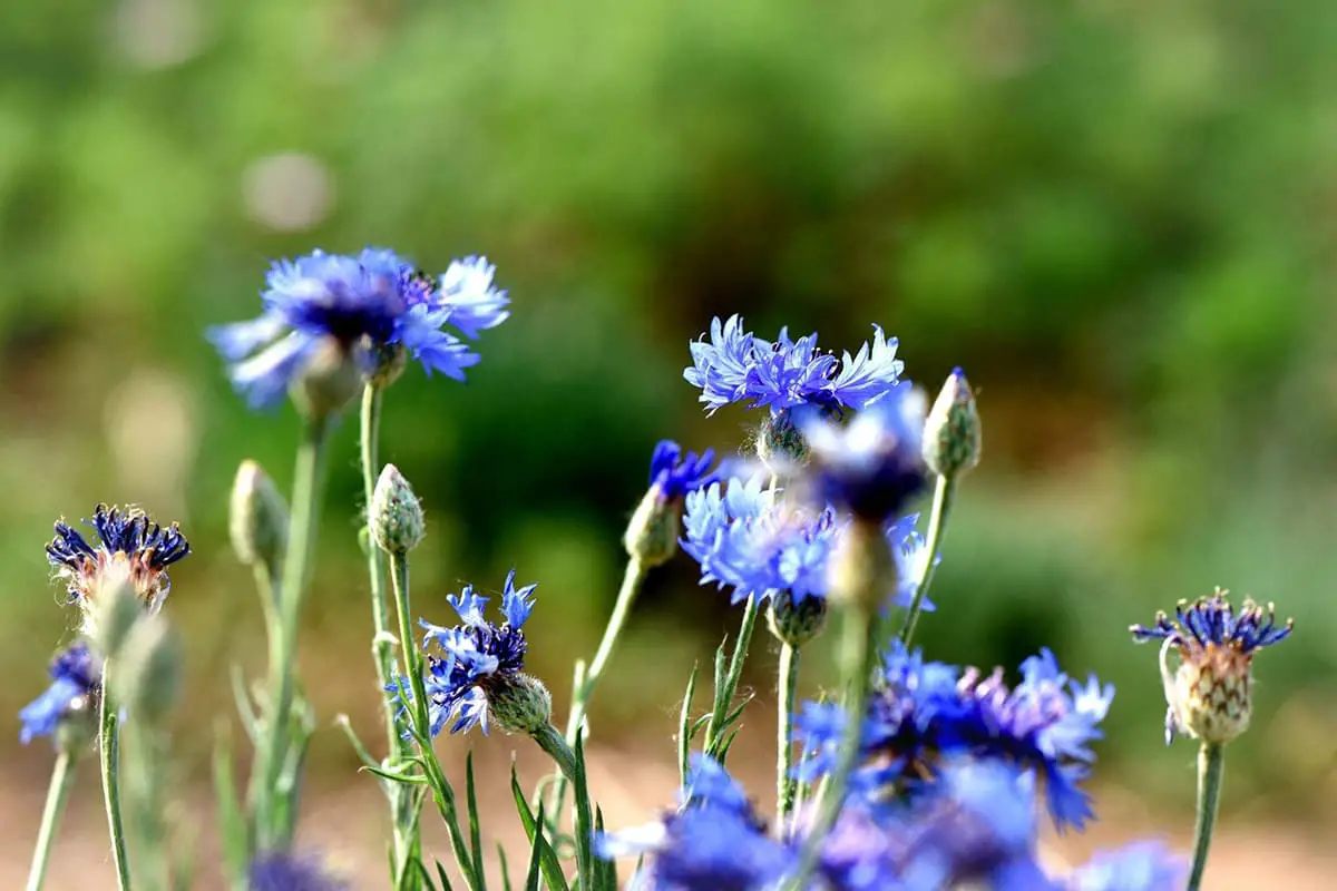 Centaurea cyanus