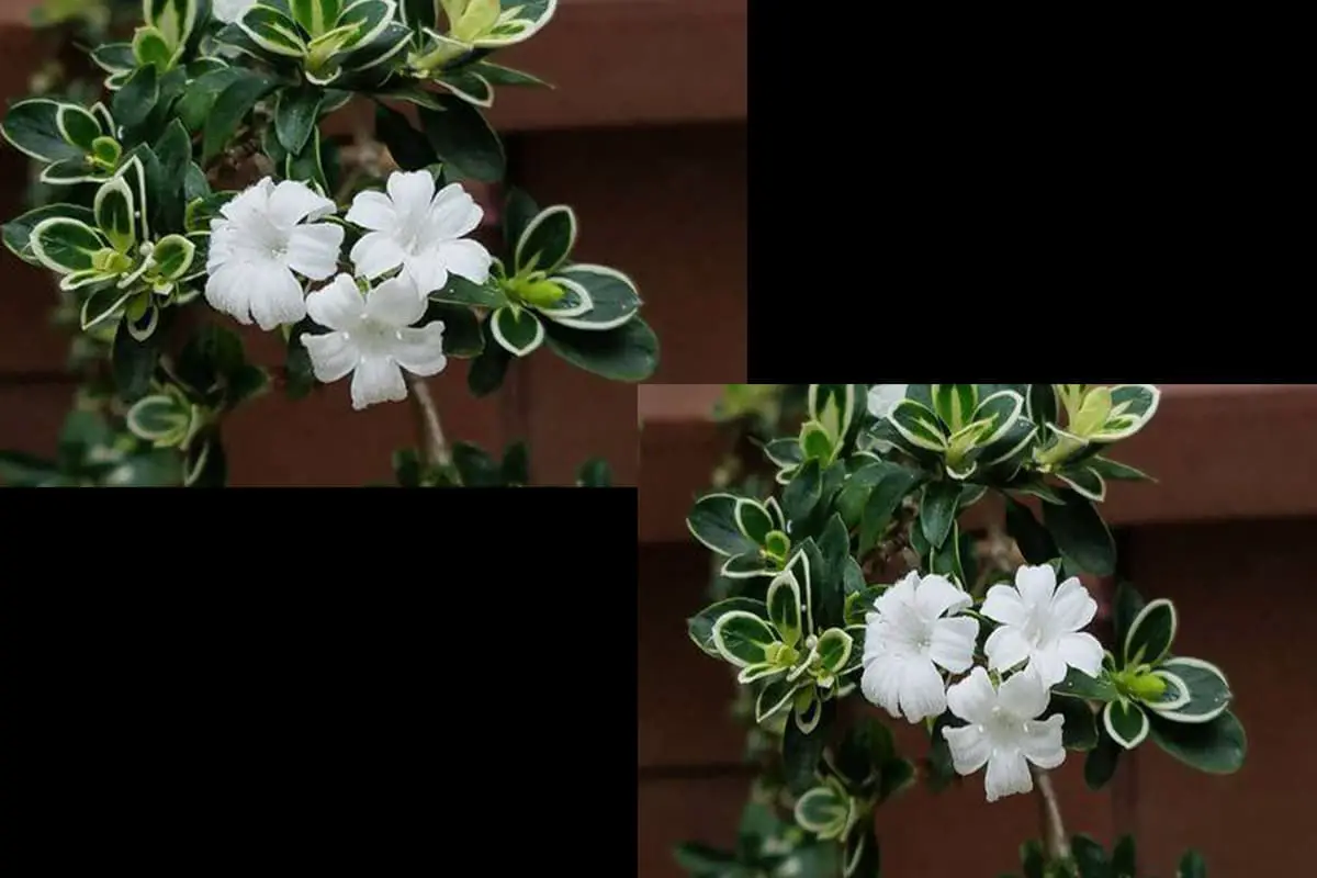 Serissa foetida