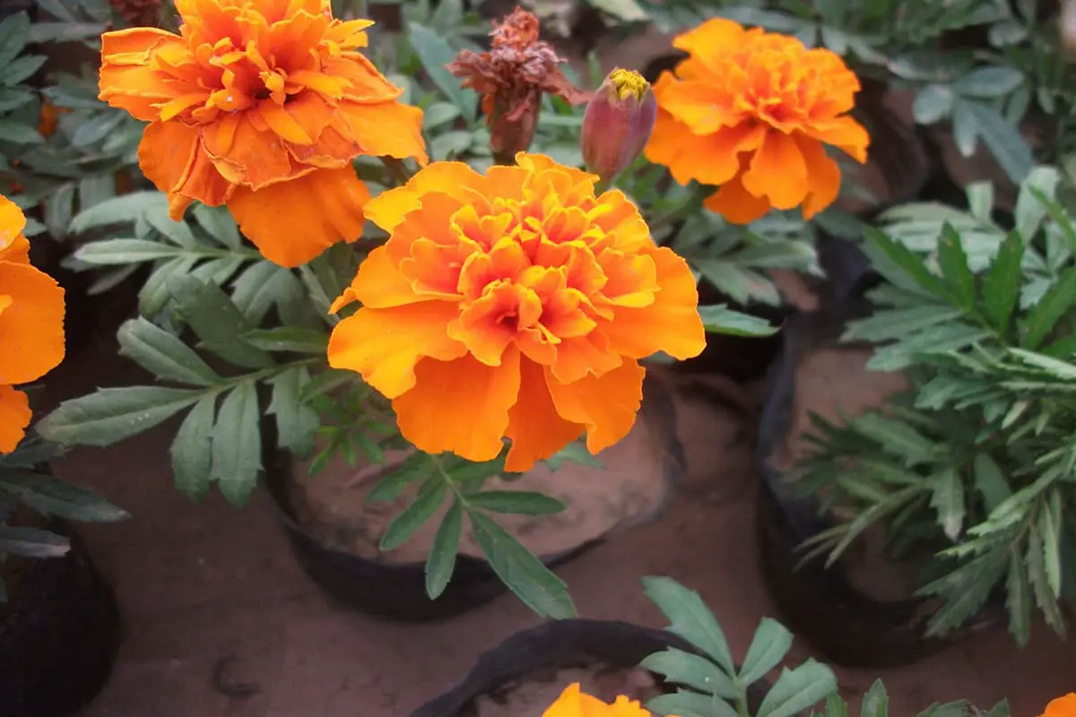 Tagetes erecta