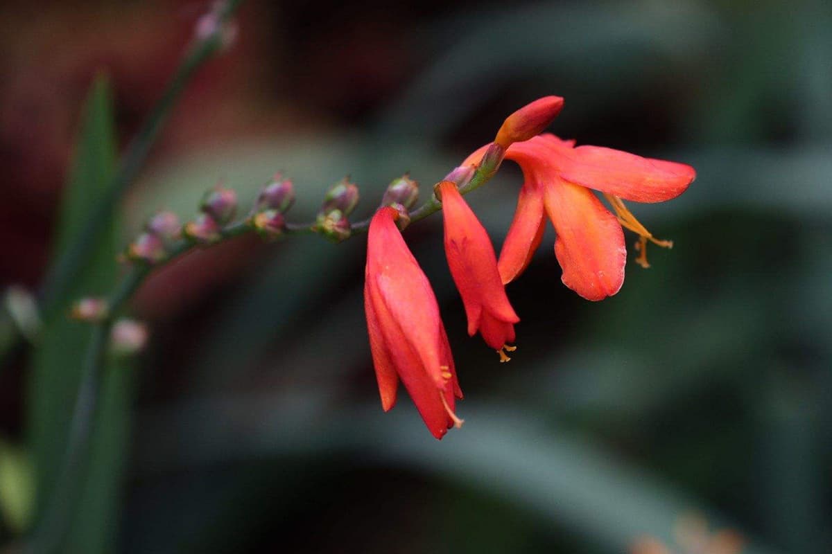 Crocosmia crocosmiflora