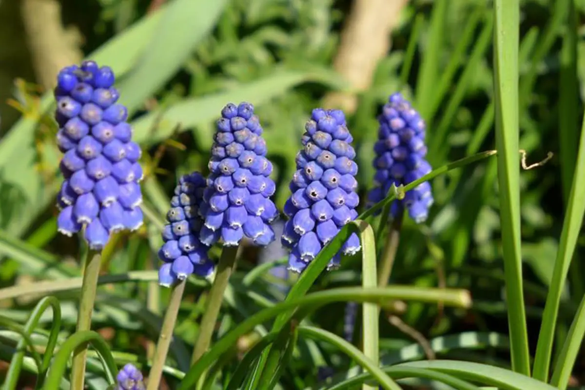 Muscari botryoides