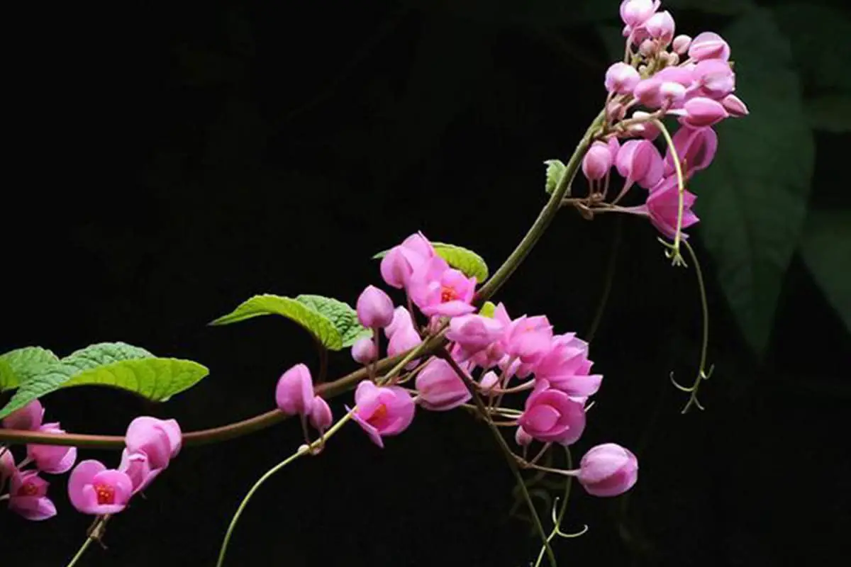 Antigonon leptopus