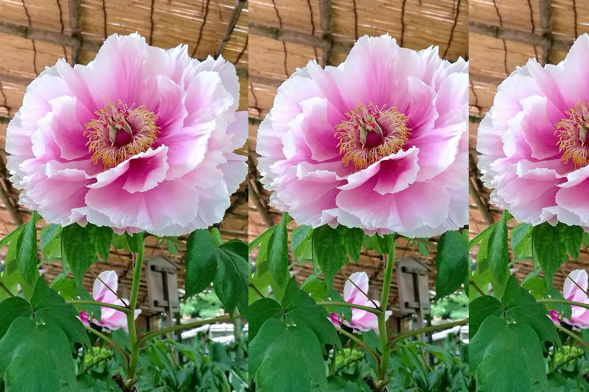 Paeonia suffruticosa