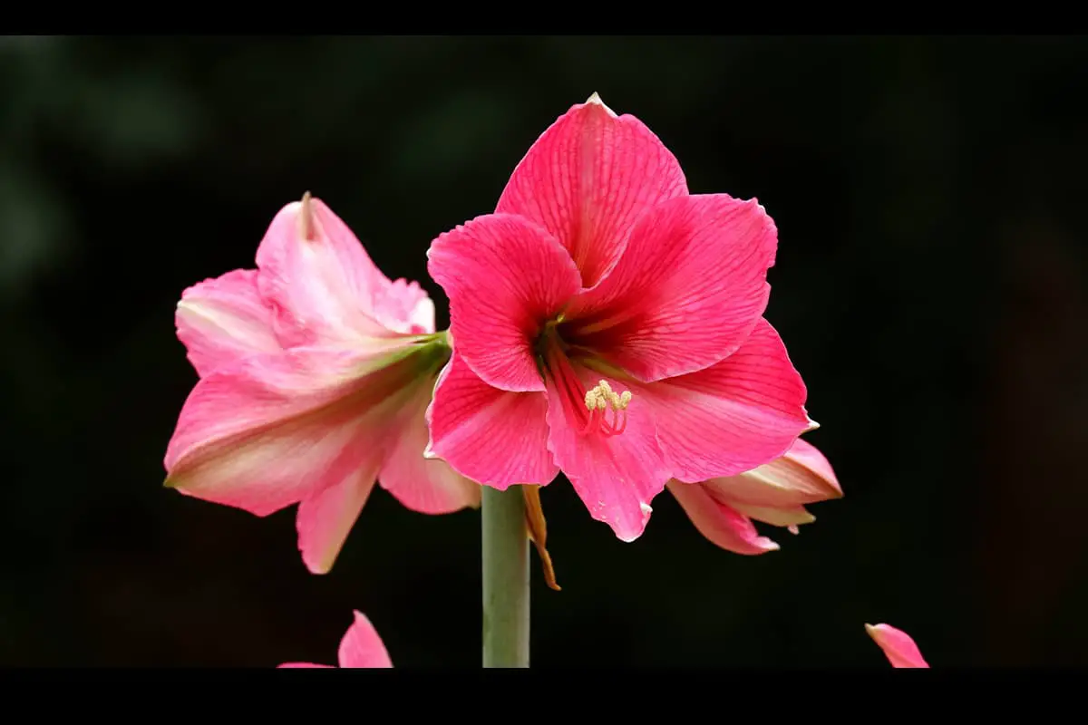 Hippeastrum rutilum