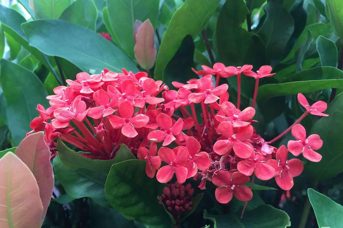 Ixora Chinensis